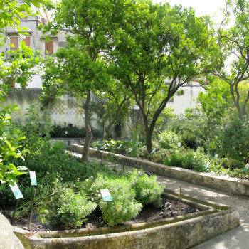 Orto botanico Giardino della Minerva